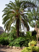 Gran-Canaria 2007