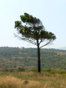 Rhodos